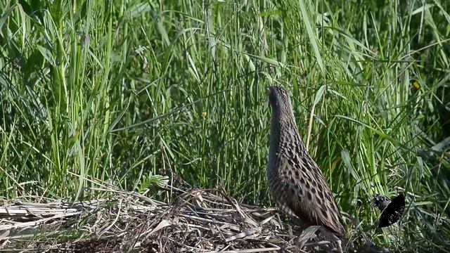 Corncrake (Коростель)