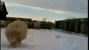 Старые мемы