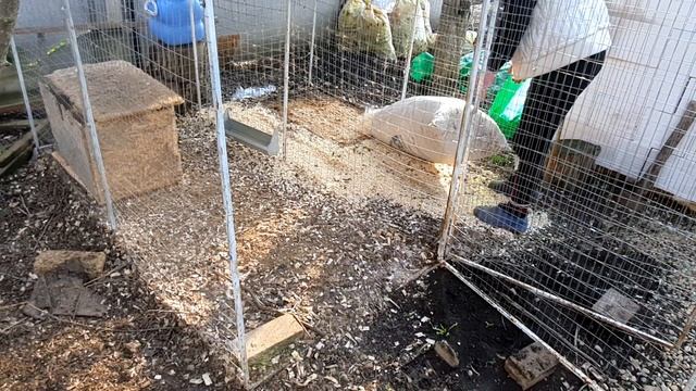 Бройлеры 6+ кг. Расселение уток. Доделываем новый птичник. смотреть онлайн