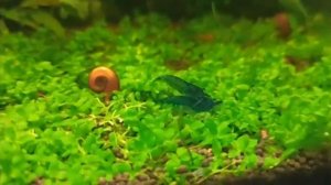 Размножение креветок.