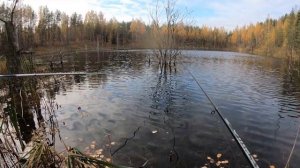 Рыбалка поздней осенью. Трофейный ротан из лесного озера