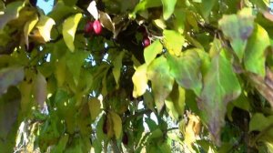 Самый поздний сорт в коллекции - кизил СВЕРХПОЗДНИЙ