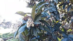 Мушмула японская. Как растёт в Португалии.