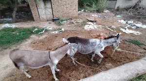 Кобыла Стихия в охоте , привели жеребца по кличке Султан 28 July 2023