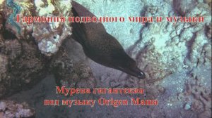 25 Мурена гигантская под музыку Origen Mama
