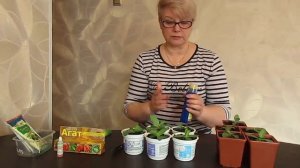 Эустома погибает!!!Что делать?Чем помочь?Чего не нужно делать при выращивании Эустомы.