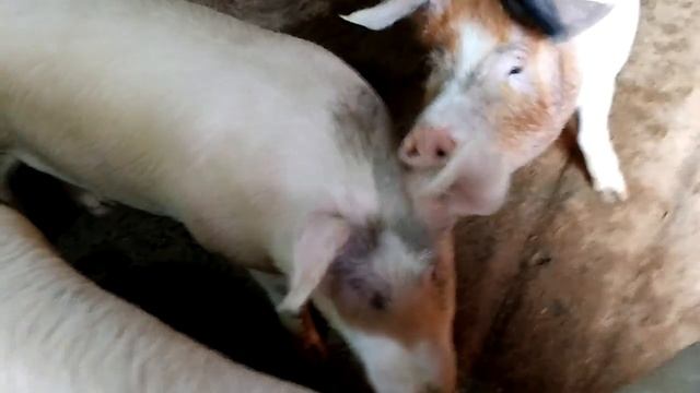 Свиньи 8 месяцев / не приходят в охоту (не гуляют) / как выявить охоту у свиней!? смотреть онлайн