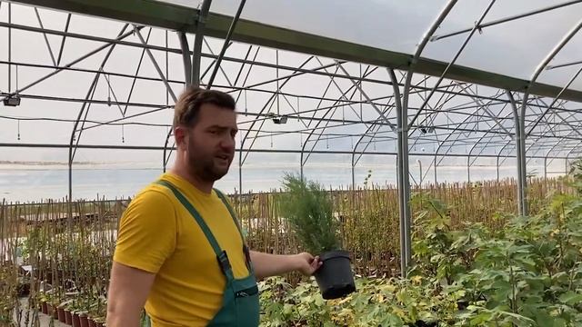 A legcukibb Leyland ciprus | Cupressocyparis leylandii 'Blue Jeans' - Leyland ciprus 'Blue Jeans' смотреть онлайн