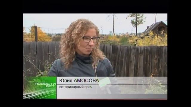 Голодающего коня пытаются спасти братчане смотреть онлайн