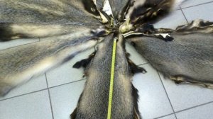 Шкуры барсука выделанные