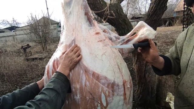 Как снять шкуру с КРС без порезов.
