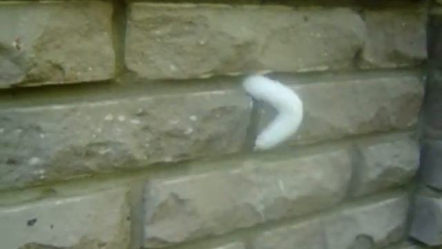 Утепление стен изнутри смотреть онлайн