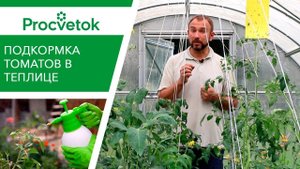 Элементы для СЛАДОСТИ помидоров. Подкормка томатов во второй половине вегетации.