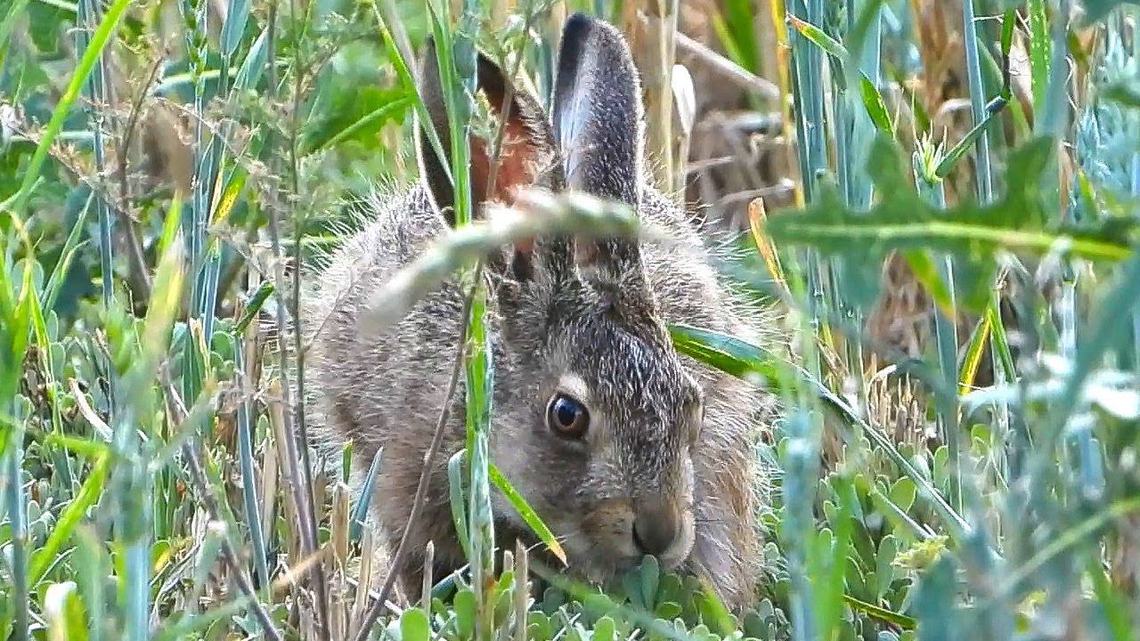Зайчата-Русачата в разное время года / Young hares at different times of the year смотреть онлайн