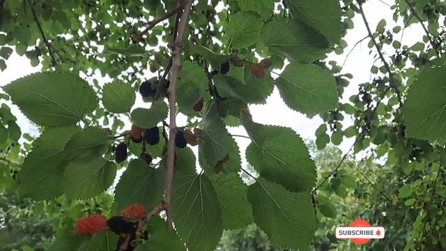 Сладкая Ягода: и  Лакомство, и Лекарство