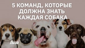 5 команд, которые должна знать каждая собака