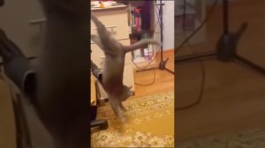 Забавные животные № 10