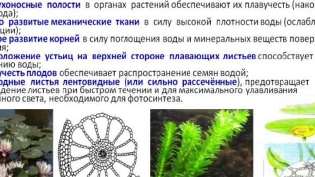 Водная среда - характеристика, приспособления растений и животных. Подготовка к ЕГЭ по биологии. смотреть онлайн