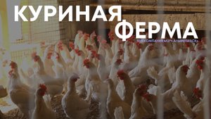 Куриная ферма