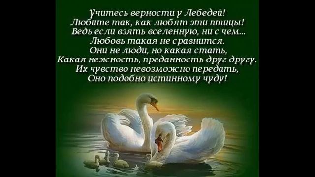 Видео Дню Семьи Любви и Верности "Любовь и Верность - два крыла!" смотреть онлайн