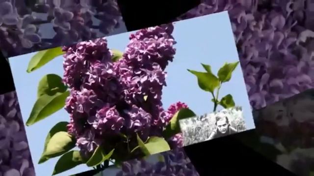 Сирень Победы смотреть онлайн