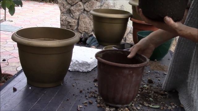 Денежное дерево. Как пересадить денежное дерево для хорошего роста?! смотреть онлайн