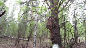 Расстановка ловушек для бродячих роёв, для начинающих пчеловодов