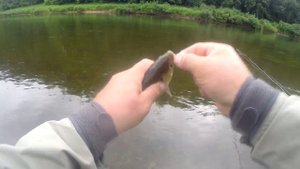 река Сылва, хариус, голавль