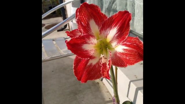 Amaryllis finally in bloom,this plant lives for years and can depict the crucifixion of Jesus Chris
