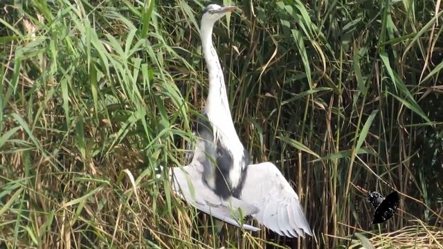Пять дней на Черном озере 4 часть смотреть онлайн