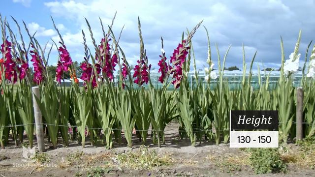 GLADIOLUS - PALERMO смотреть онлайн