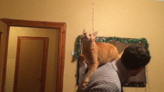 Рыжий кот залез на человека. Рыжий кот охота на дождик. смотреть онлайн