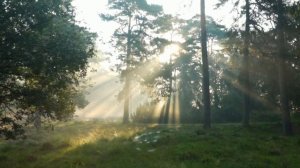 Утро в лесу. Прекрасное видео безмятежного утреннего леса. Полный РЕЛАКС!