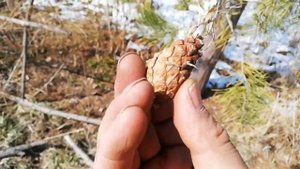 Наша сосна начала давать шишки. Наш первый урожай сосновых шишек.