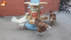 Кормушка стойка курам на 2 вида корма и воду из досок и 2 л бутылок понравилась несушкам
