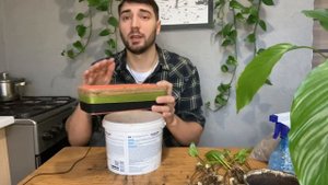 Болтливая пересадка ДРИМИОПСИСА / пересадка комнатных растений