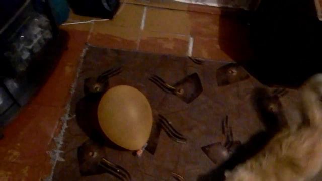 Кот-охотник. смотреть онлайн