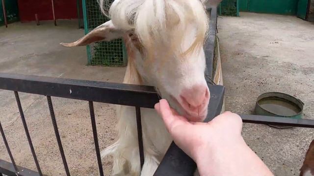 Парк львов "ТАЙГАН" /Лающие попугаи /Поющий осел /Танцующий медведь смотреть онлайн