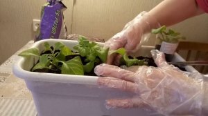 Высадка петунии в балконный ящик