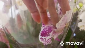 05.03.2023 г. ОРХИДЕИ ПОПУГАЙ, ГЁТЕБОРГ, ГОЙЯ КАЛИПСО и др. в С/М ФОЗЗИ Т/Ц ВАВИЛОН!!!