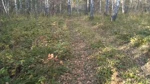 Хаски в осеннем лесу
