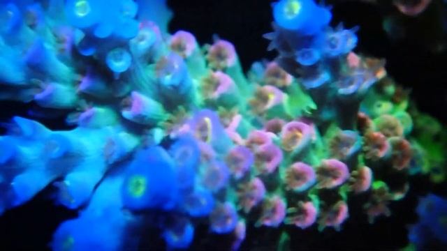Acroporra tenuis sp camera Olympus TG5 смотреть онлайн