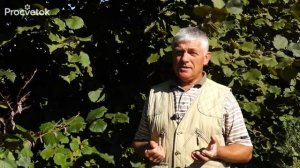 ФУНДУК НА ВАШЕМ УЧАСТКЕ Все о выращивании фундука