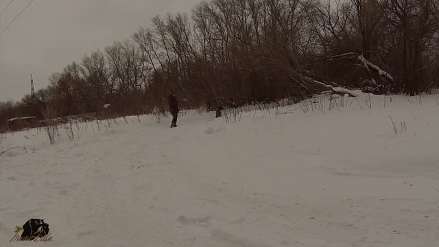 Урок 6 (Шаг 2)Подготовка легавой к полевой работе"Остановка на взлет птицы" смотреть онлайн