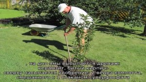 Как пересадить грушу на другое место