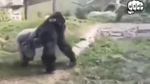 Горилла в здание