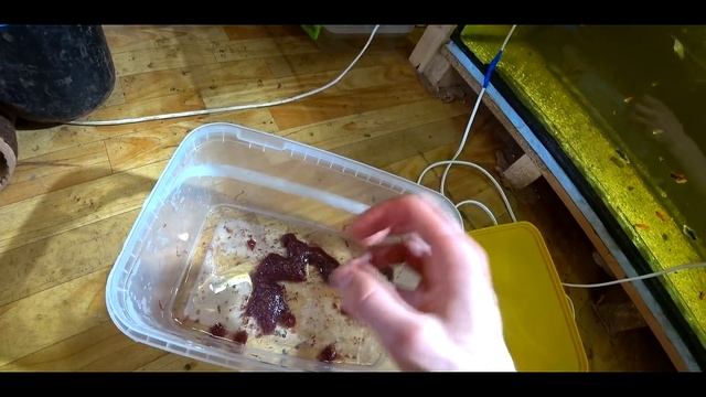 КОРМЛЕНИЕ РЫБ ТРУБОЧНИКОМ!!! ЖИВОЙ КОРМ ДЛЯ РЫБОК!!! смотреть онлайн