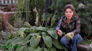 Сирень / Хоста / Туя / Роза / Удаляем семена после цветения