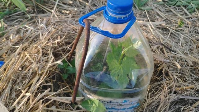 Минитеплица из пластиковой бутылки.