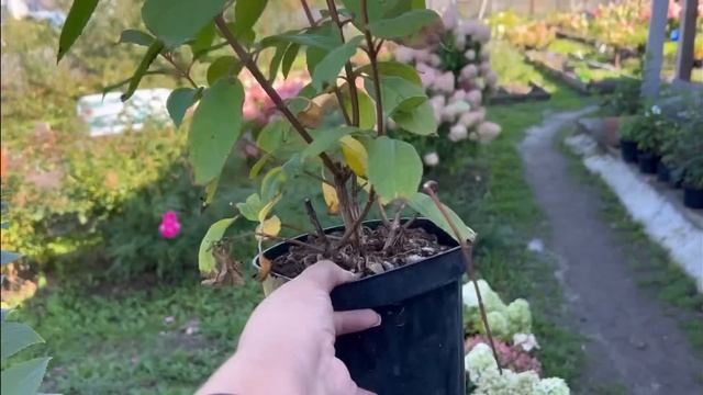 Обзор гортензий для заказа на весну и на осень ☎️89509999994 ватсап смотреть онлайн